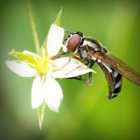 /album/agrocigner/photolia-a02-jpg/