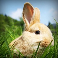 /album/agrocigner/photolia-a03-jpg/