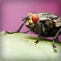 /album/agrocigner/photolia-a08-jpg/